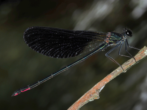 Photo of Copper Demoiselle (Calopteryx haemorrhoidalis)