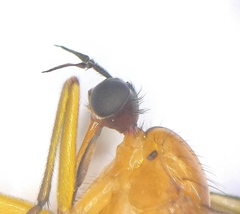 Empis stercorea