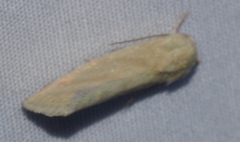 Earias paralella