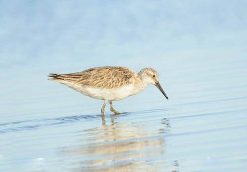 Correlimos grande (Calidris tenuirostris)