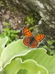 Lycaena panava