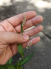 Persicaria