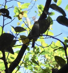 Pachycephala pectoralis