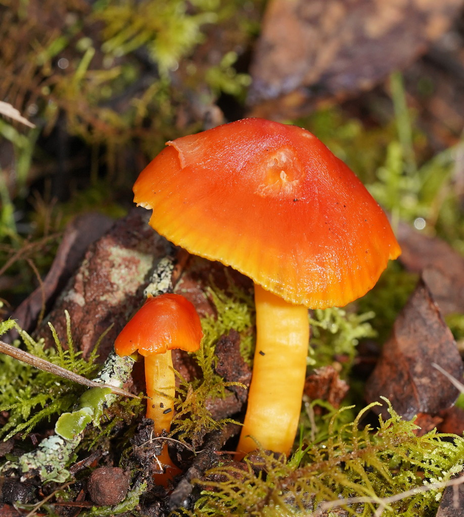 Hygrocybe saltirivula
