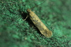 Scrobipalpa ocellatella