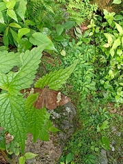 Celaenorrhinini