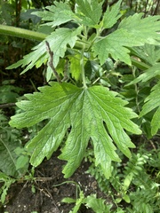 Leonurus quinquelobatus