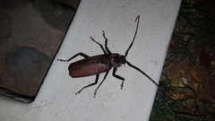 Macrotoma natala