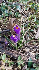 Crocus vernus
