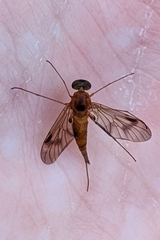 Chrysopilus nubecula
