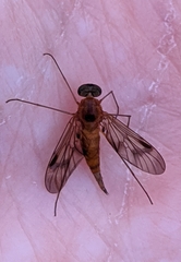 Chrysopilus nubecula
