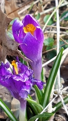 Crocus vernus