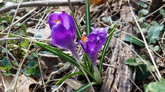Crocus vernus