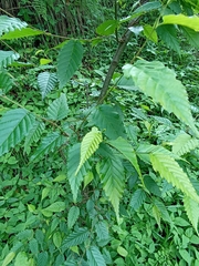 Carpinus viminea