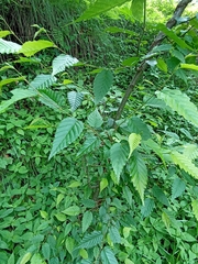 Carpinus viminea