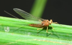 Serratella ignita