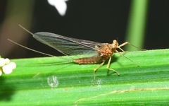Serratella ignita