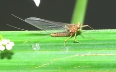 Serratella ignita