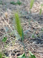 Hordeum murinum