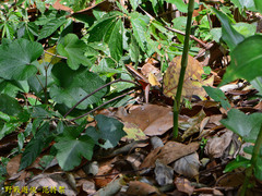 Sphenomorphus indicus