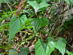 Dioscorea collettii