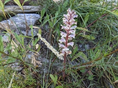 Orobanche artemisiae-campestris