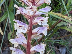 Orobanche artemisiae-campestris