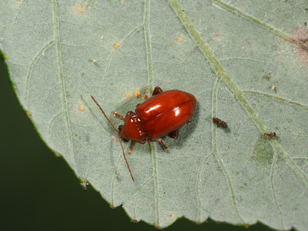 Neocrepidodera impressa