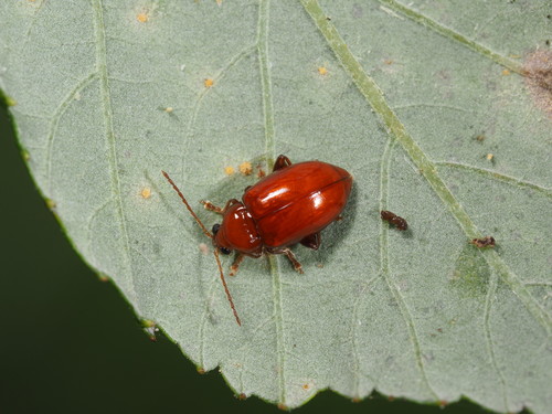 Neocrepidodera impressa · iNaturalist