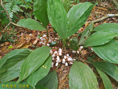 Acanthophippium striatum