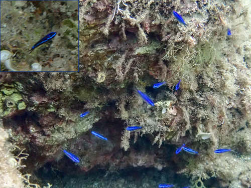 Damselfish balığı