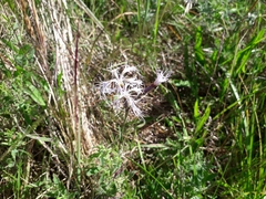 Dianthus superbus