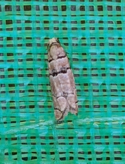 Blastesthia tessulatana