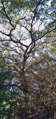 Ficus thonningii