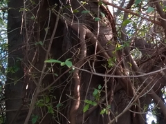 Ficus thonningii