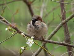 Passer domesticus