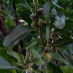 Ficus thonningii