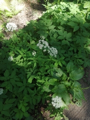 Aegopodium podagraria