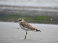 Charadrius leschenaultii