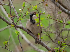 Passer domesticus