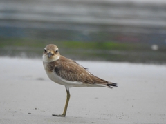 Charadrius leschenaultii