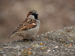 Passer domesticus