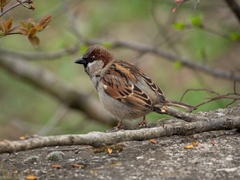 Passer domesticus