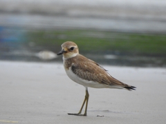 Charadrius leschenaultii