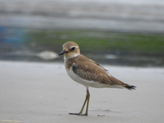 Charadrius leschenaultii