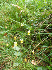 Viola lutea calaminaria