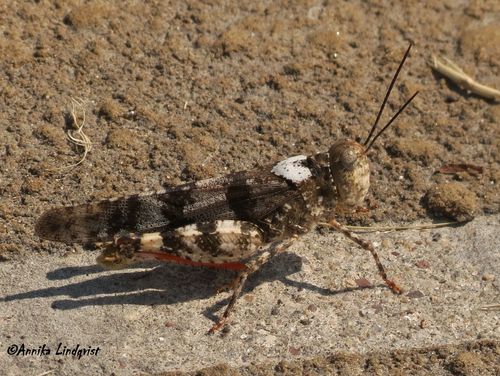 Orange-legged Grasshopper