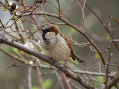 Passer domesticus