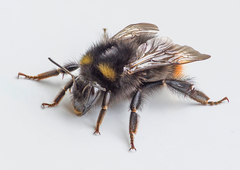 Bombus pratorum