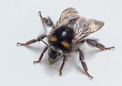 Bombus pratorum